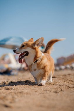 Mutlu Welsh corgi pembroke dog plajda