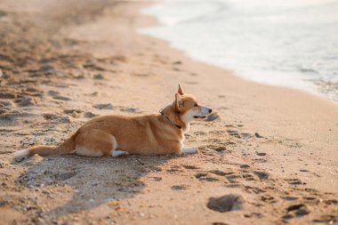 Mutlu Welsh corgi pembroke dog plajda