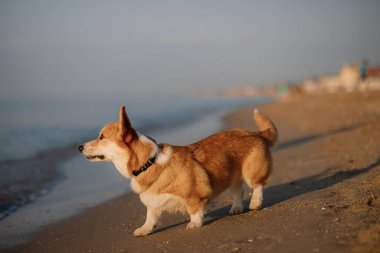 Mutlu Welsh corgi pembroke dog plajda