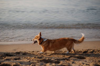 Mutlu Welsh corgi pembroke dog plajda