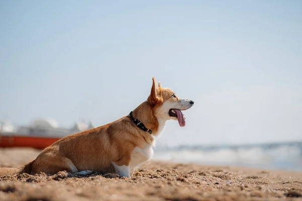 Szczęśliwy Walijski Corgi Pembroke Pies Plaży — Zdjęcie stockowe