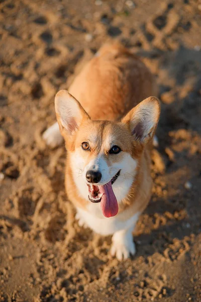 Felice Gallese Corgi Pembroke Cane Spiaggia — Foto Stock