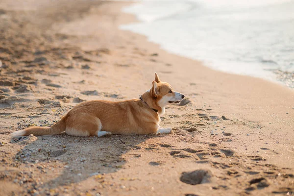Gelukkig Welsh Corgi Pembroke Hond Het Strand — Stockfoto
