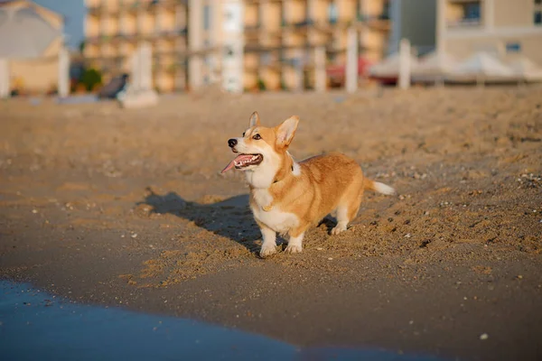 Feliz Galês Corgi Pembroke Cão Praia — Fotografia de Stock