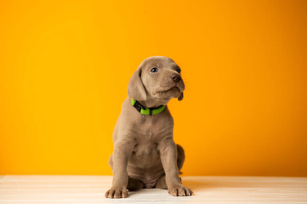 Adorable cute weimaraner puppy on orange background