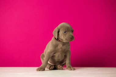 Pembe arka planda sevimli bir weimaraner yavrusu.