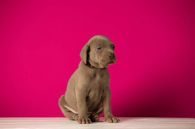 Pembe arka planda sevimli bir weimaraner yavrusu.