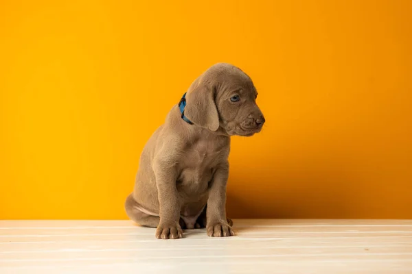 Adorable Lindo Cachorro Weimaraner Sobre Fondo Naranja — Foto de Stock