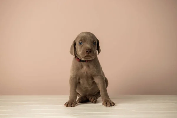 Bedårande Söt Weimaraner Valp Beige Bakgrund — Stockfoto