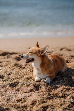 Mutlu Welsh corgi pembroke dog plajda