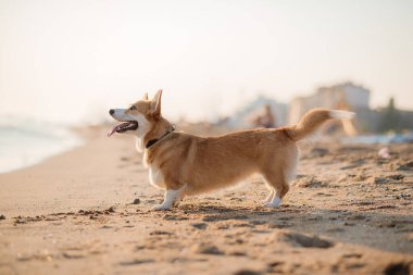 Mutlu Welsh corgi pembroke dog plajda