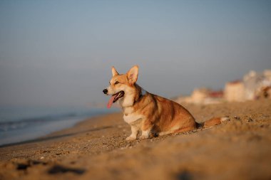 Mutlu Welsh corgi pembroke dog plajda