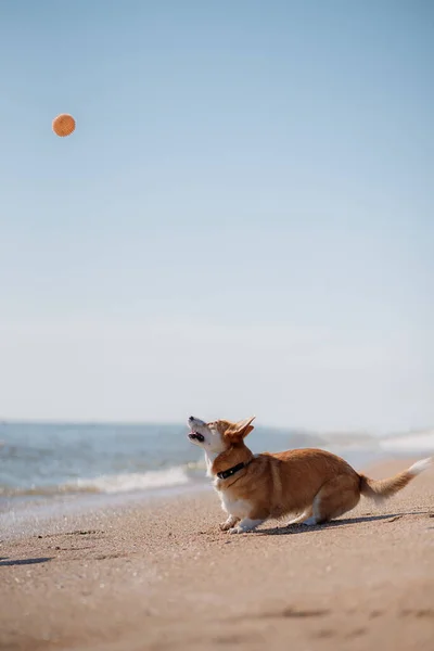 Feliz Galês Corgi Pembroke Cão Praia — Fotografia de Stock