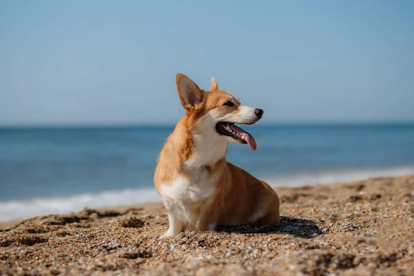 海滩上快乐的威尔什 科吉彭布罗克犬 — 图库照片