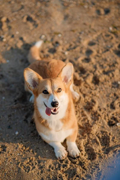 Gelukkig Welsh Corgi Pembroke Hond Het Strand — Stockfoto