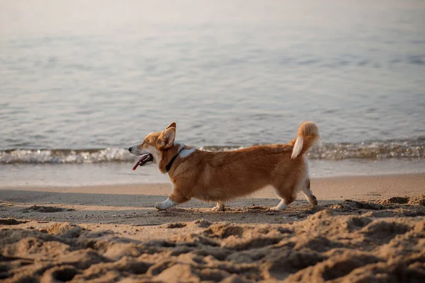 Szczęśliwy Walijski Corgi Pembroke Pies Plaży — Zdjęcie stockowe