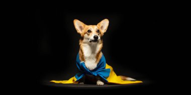 Siyah arka planda Ukrayna bayrağı olan güzel bir Galli Corgi Pembroke. Vatansever Ukraynalı köpek. Savaşa karşı barışçıl protesto