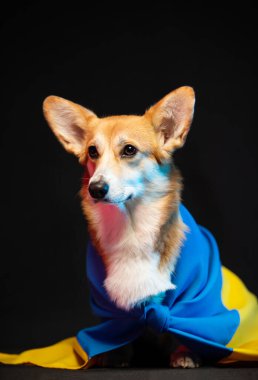 Siyah arka planda Ukrayna bayrağı olan güzel bir Galli Corgi Pembroke. Vatansever Ukraynalı köpek. Savaşa karşı barışçıl protesto