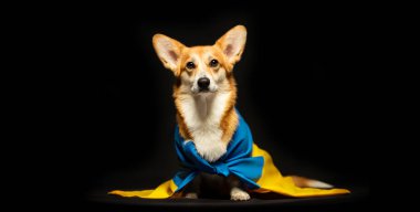 Siyah arka planda Ukrayna bayrağı olan güzel bir Galli Corgi Pembroke. Vatansever Ukraynalı köpek. Savaşa karşı barışçıl protesto