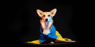Siyah arka planda Ukrayna bayrağı olan güzel bir Galli Corgi Pembroke. Vatansever Ukraynalı köpek. Savaşa karşı barışçıl protesto