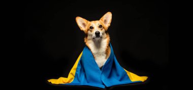 Siyah arka planda Ukrayna bayrağı olan güzel bir Galli Corgi Pembroke. Vatansever Ukraynalı köpek. Savaşa karşı barışçıl protesto