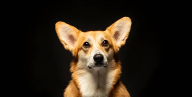 Siyah arka planda Ukrayna bayrağı olan güzel bir Galli Corgi Pembroke. Vatansever Ukraynalı köpek. Savaşa karşı barışçıl protesto