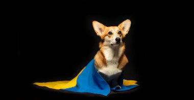 Siyah arka planda Ukrayna bayrağı olan güzel bir Galli Corgi Pembroke. Vatansever Ukraynalı köpek. Savaşa karşı barışçıl protesto