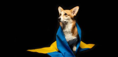 Siyah arka planda Ukrayna bayrağı olan güzel bir Galli Corgi Pembroke. Vatansever Ukraynalı köpek. Savaşa karşı barışçıl protesto