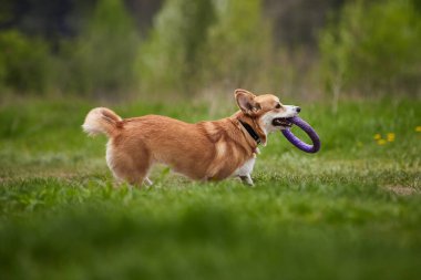 Mutlu Galler Corgi Pembroke köpek İlkbahar Parkı 'nda Puller ile oynuyor
