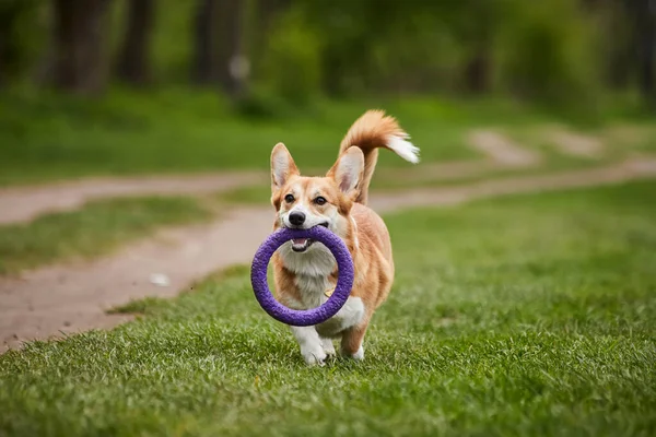 Feliz Galês Corgi Pembroke Cão Brincando Com Extrator Parque Primavera — Fotografia de Stock