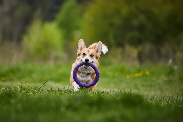 Happy Welsh Corgi Pembroke Chien Jouer Avec Extracteur Dans Parc — Photo