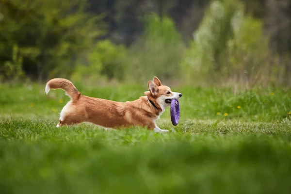Feliz Galês Corgi Pembroke Cão Brincando Com Extrator Parque Primavera — Fotografia de Stock