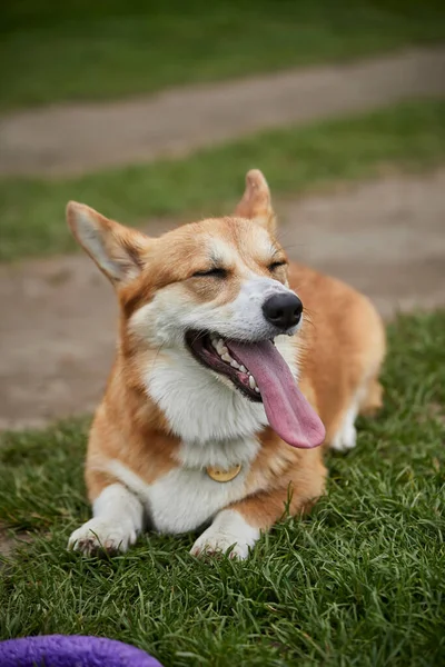 Happy Welsh Corgi Pembroke Pies Bawi Się Ściągaczem Parku Wiosennym — Zdjęcie stockowe