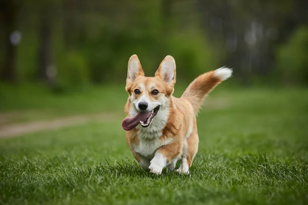 Happy Welsh Corgi Pembroke Pies Bawi Się Ściągaczem Parku Wiosennym — Zdjęcie stockowe