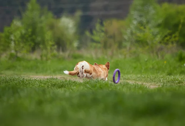 Boldog Walesi Corgi Pembroke Kutya Játszik Puller Tavaszi Parkban — Stock Fotó