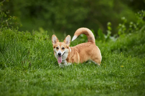 Happy Welsh Corgi Pembroke Pies Bawi Się Wiosennym Parku — Zdjęcie stockowe