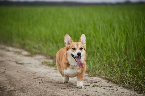 快乐的威尔士科吉彭布罗克犬在春天的田野里玩耍 — 图库照片