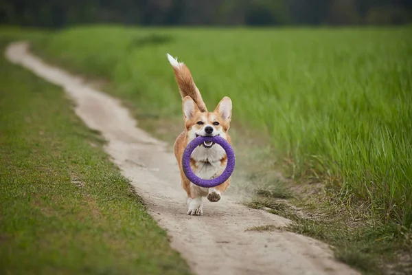 Glücklicher Walisischer Corgi Pembroke Hund Spielt Mit Abzieher Frühlingsfeld — Stockfoto