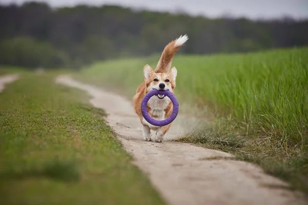 Щасливий Вельш Коргі Пембрук Собака Грає Тягарем Весняному Полі — стокове фото