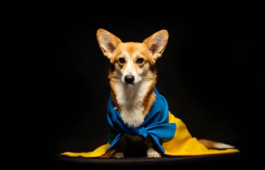 Siyah arka planda Ukrayna bayrağı olan güzel bir Galli Corgi Pembroke. Vatansever Ukraynalı köpek. Savaşa karşı barışçıl protesto