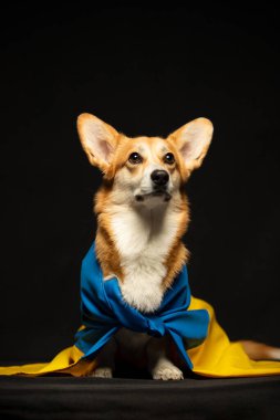 Siyah arka planda Ukrayna bayrağı olan güzel bir Galli Corgi Pembroke. Vatansever Ukraynalı köpek. Savaşa karşı barışçıl protesto