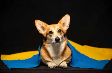 Siyah arka planda Ukrayna bayrağı olan güzel bir Galli Corgi Pembroke. Vatansever Ukraynalı köpek. Savaşa karşı barışçıl protesto
