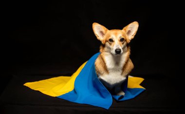 Siyah arka planda Ukrayna bayrağı olan güzel bir Galli Corgi Pembroke. Vatansever Ukraynalı köpek. Savaşa karşı barışçıl protesto