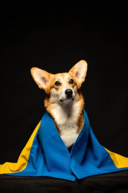 Siyah arka planda Ukrayna bayrağı olan güzel bir Galli Corgi Pembroke. Vatansever Ukraynalı köpek. Savaşa karşı barışçıl protesto