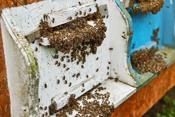 벌들은 기간이지 꽃가루를 가지고 벌통에 들어가게 됩니다 나무로 벌통에서 일하는 — 스톡 사진