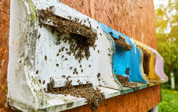 Api Che Entrano Nell Alveare Con Nettare Floreale Raccolto Polline — Foto Stock