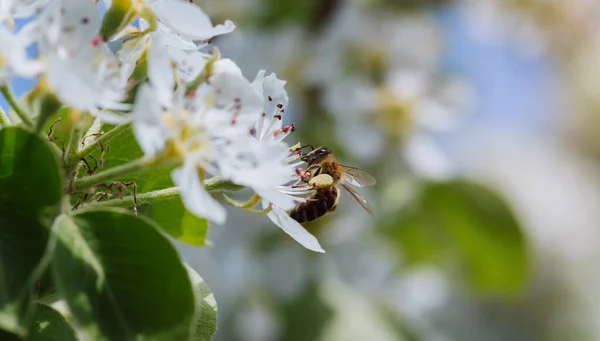 Ape Impollina Fiore Fiorente Primavera Primo Piano — Foto Stock