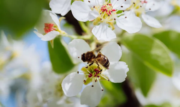 Ape Impollina Fiore Fiorente Primavera Primo Piano — Foto Stock