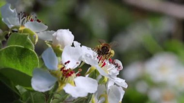 Arı, ilkbaharda açan bir çiçeği polenliyor. Yakın plan.