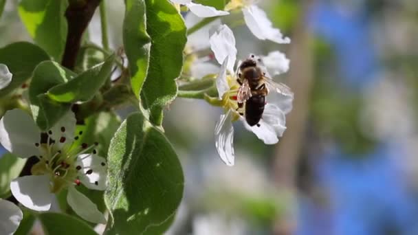 Bee Pollinates Blooming Flower Spring Close — Video